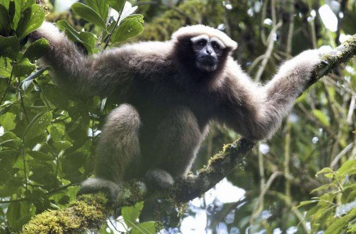 Skywalker-Gibbon (<i>Hoolock tianxing</i>)