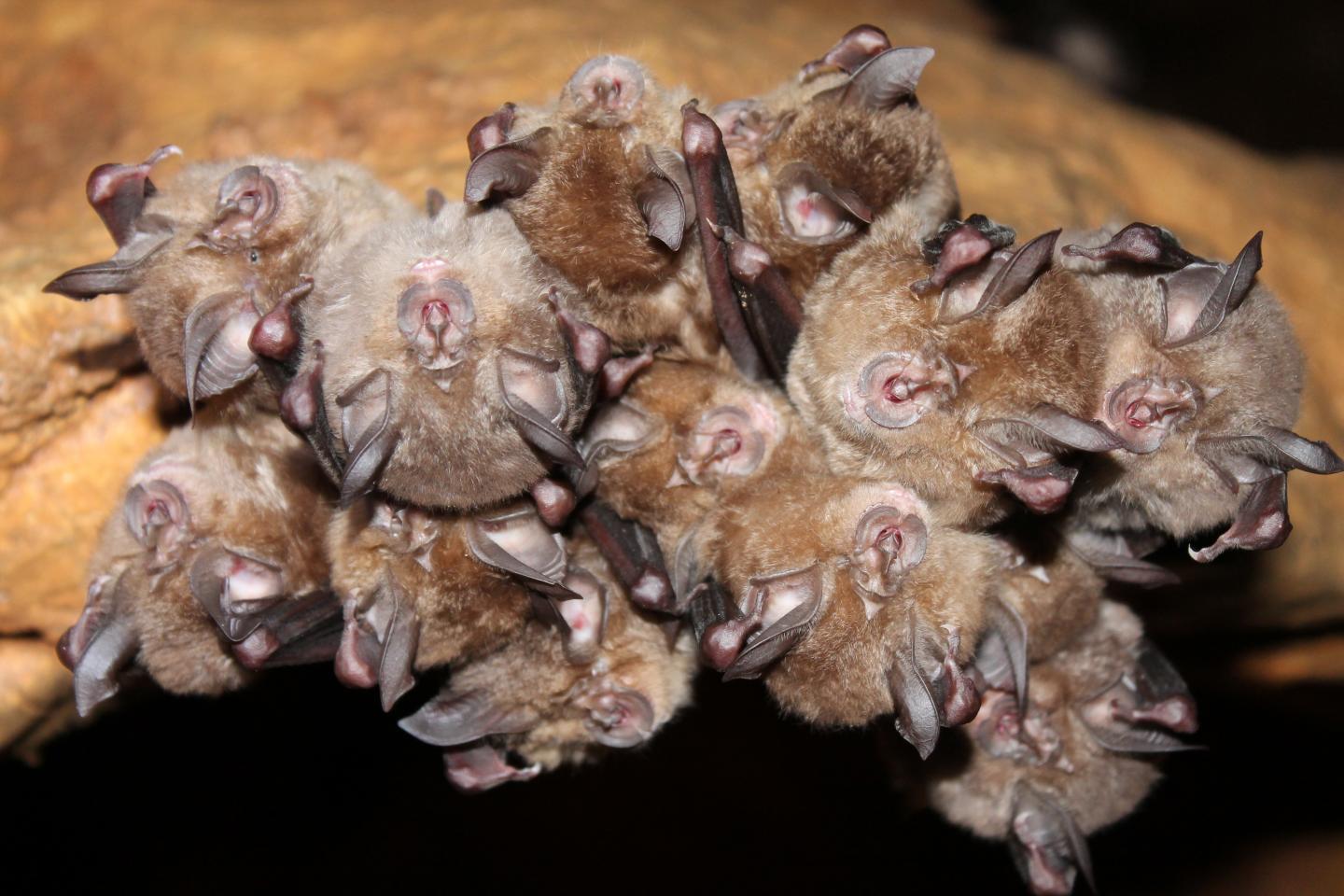 Hibernating Bats