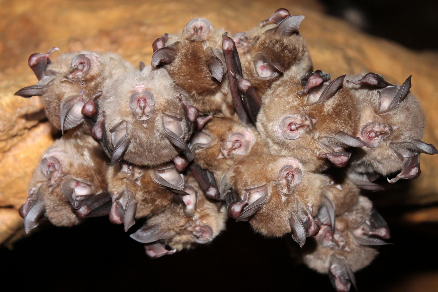 Hibernating Bats [IMAGE] EurekAlert! Science News Releases