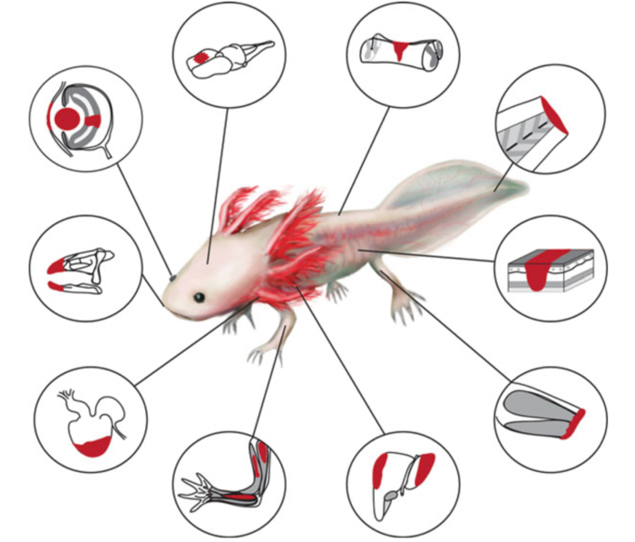 Tissue types the axolotl can regenerate