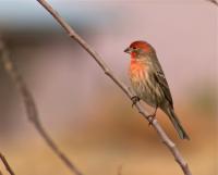 Loss of Habitat May Drive Avian Parasite Infections