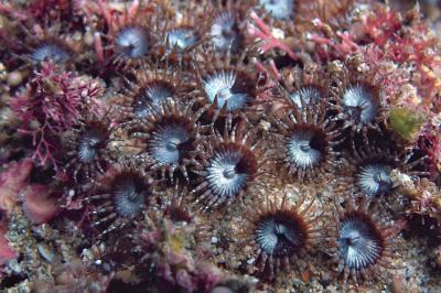 <i>Neozoanthus uchina</i>