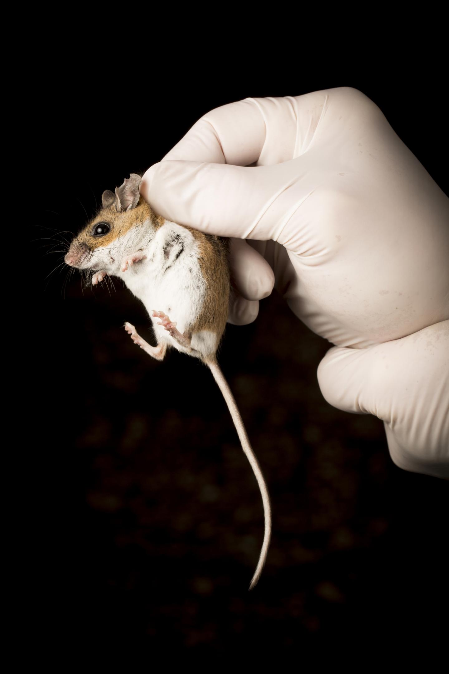 WhiteFooted Mouse [IMAGE] EurekAlert! Science News Releases