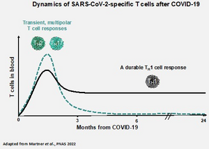 Th1 cells