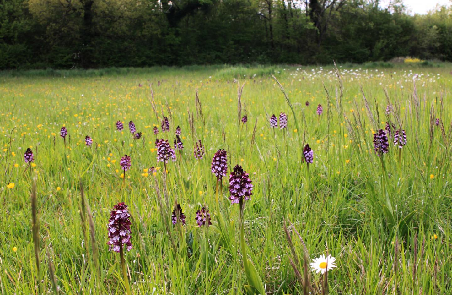 Grassland field surveyed in Western France