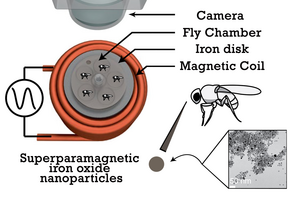 magnetic technology to wirelessly control neural circuits in fruit flies