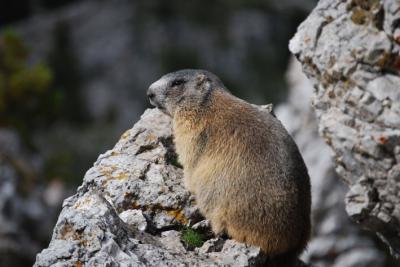 Alpine Marmot