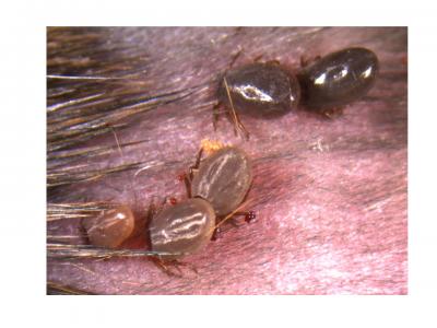 Deer Ticks