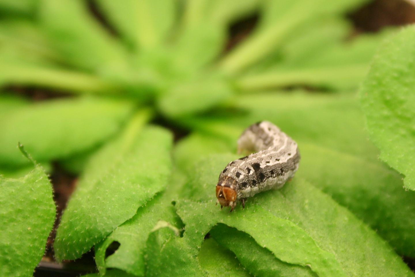 <i>Spodoptera Littoralis</i>