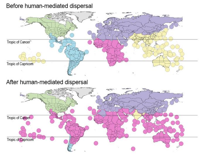 Before / After human-mediated dispersal