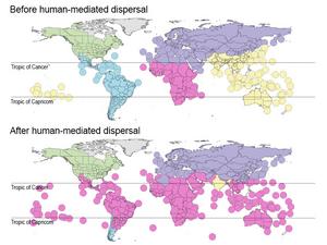 Before / After human-mediated dispersal