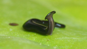 Humbertium covidum, Italy