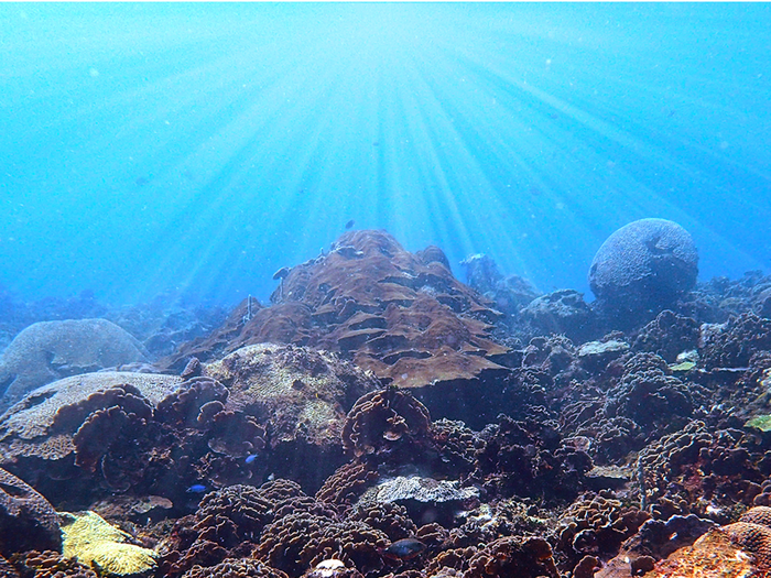 Corals and sunlight