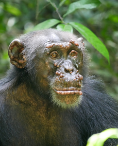 A chimpanzee with leprosy
