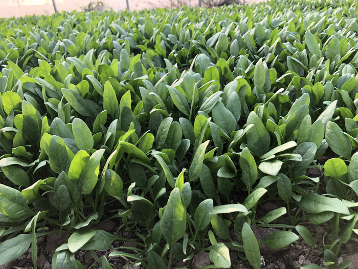 Spinach in greenhouse.1