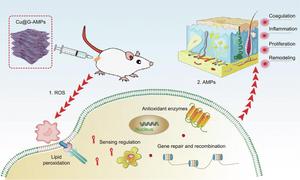 Schematic illustration of Cu@G-AMPs’s functional mechanism for healing methicillin-resistant Staphylococcus aureus (MRSA) wound infection.