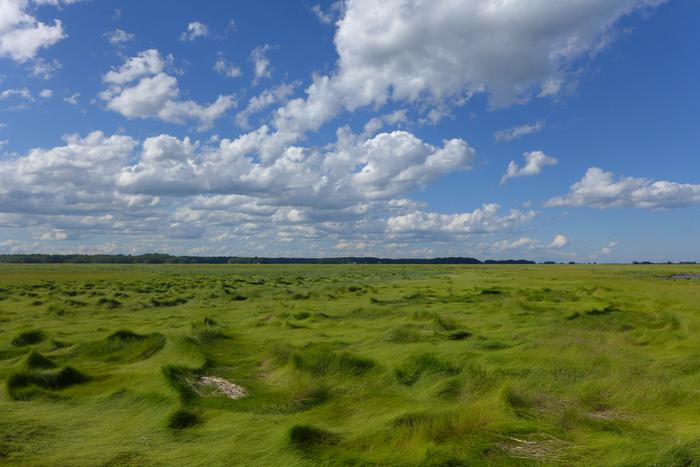 Salt Marsh Grass at PIE-LTER