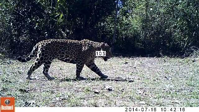 Jaguar Video