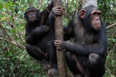 Chimpanzees