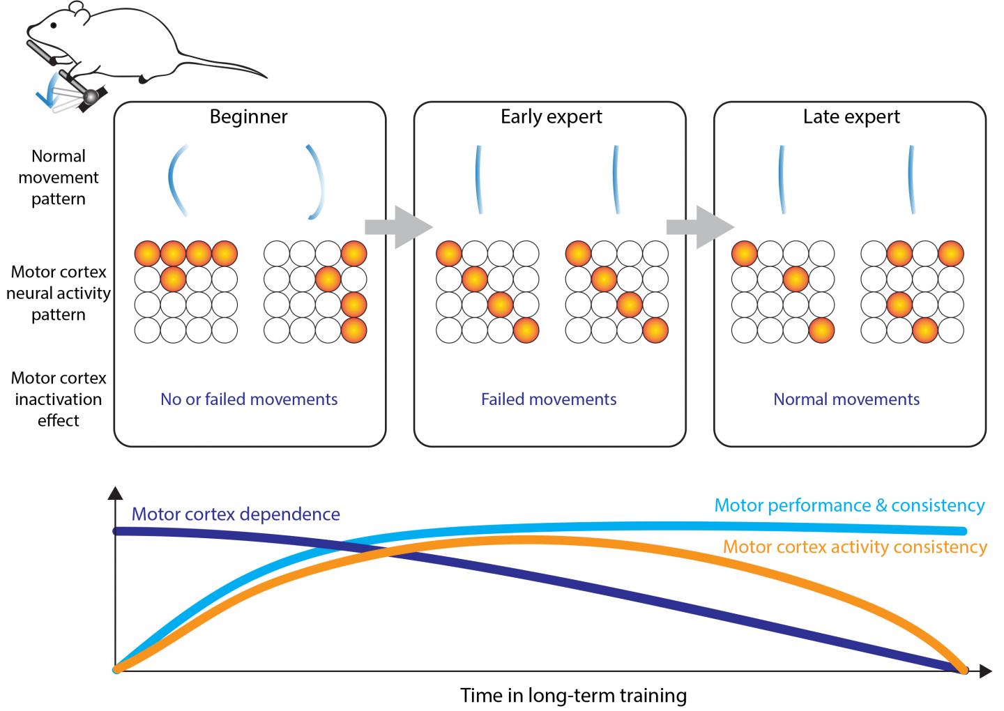 After Mastering a Movement, Mice May Stop Relying on Primary Motor Cortex (1 of 2)