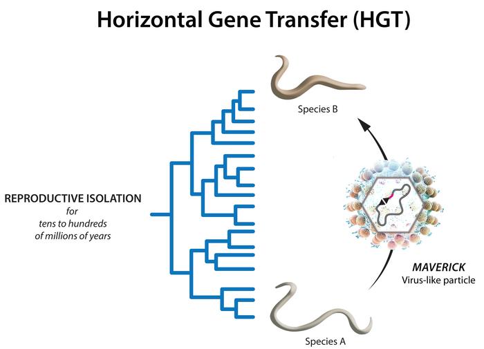A Maverick virus-like particle as a vector of horizontal gene transfer (HGT). ©IMBA-IMP Graphics