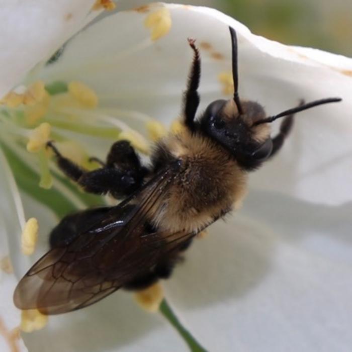 Andrena on apple