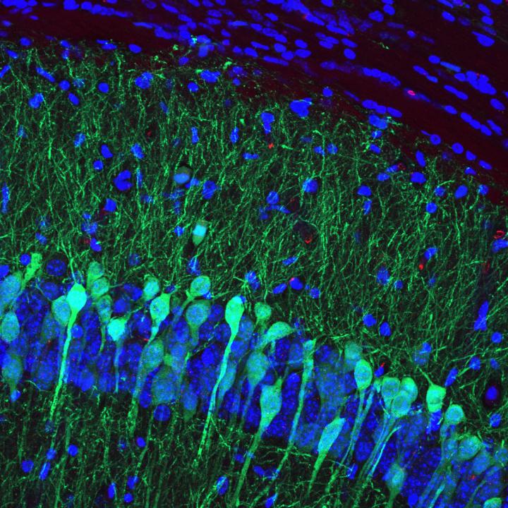 Scents have power over memory