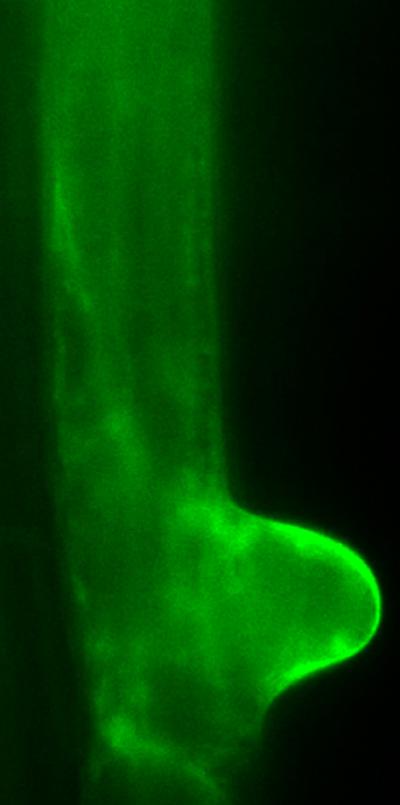 Emerging Root Hair Cell