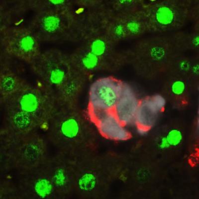 Mature Liver Cells Transition into Stem Cell-Like State