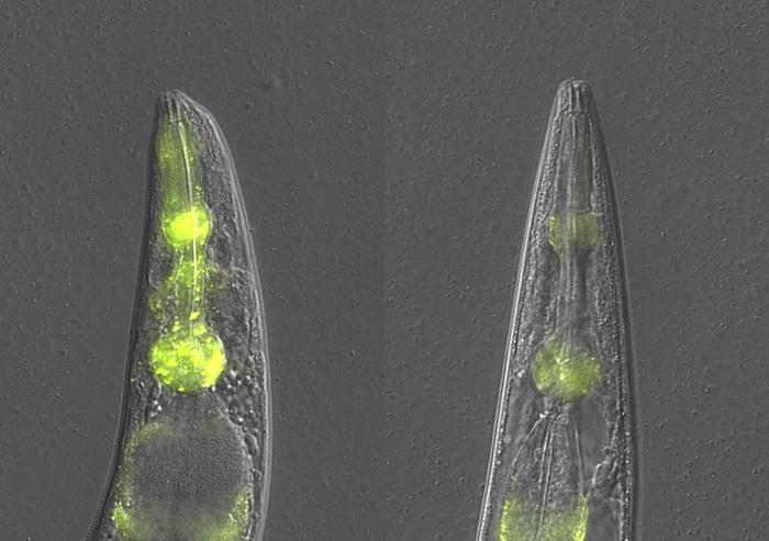 During failure of core protein quality control in the nematode C. elegans, a specialized anti-aggregation mechanism relying on pathogen response factors and lysosomal mediated degradation is triggered