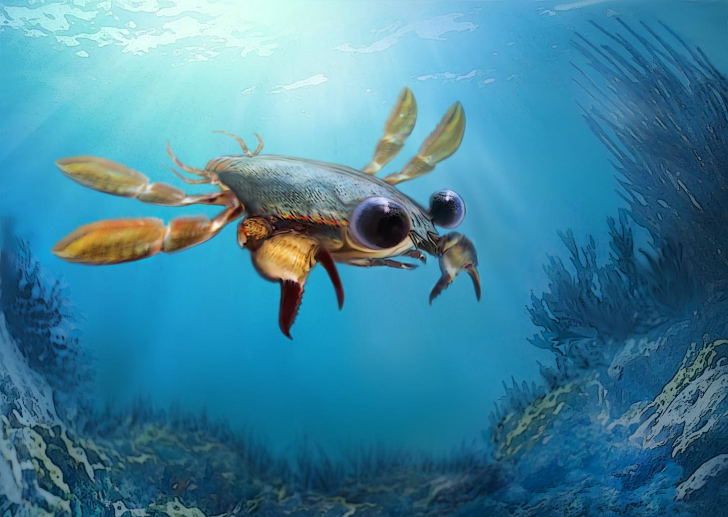 New Fossil Sheds Light on Evolution of Crab Family Tree (1 of 9)