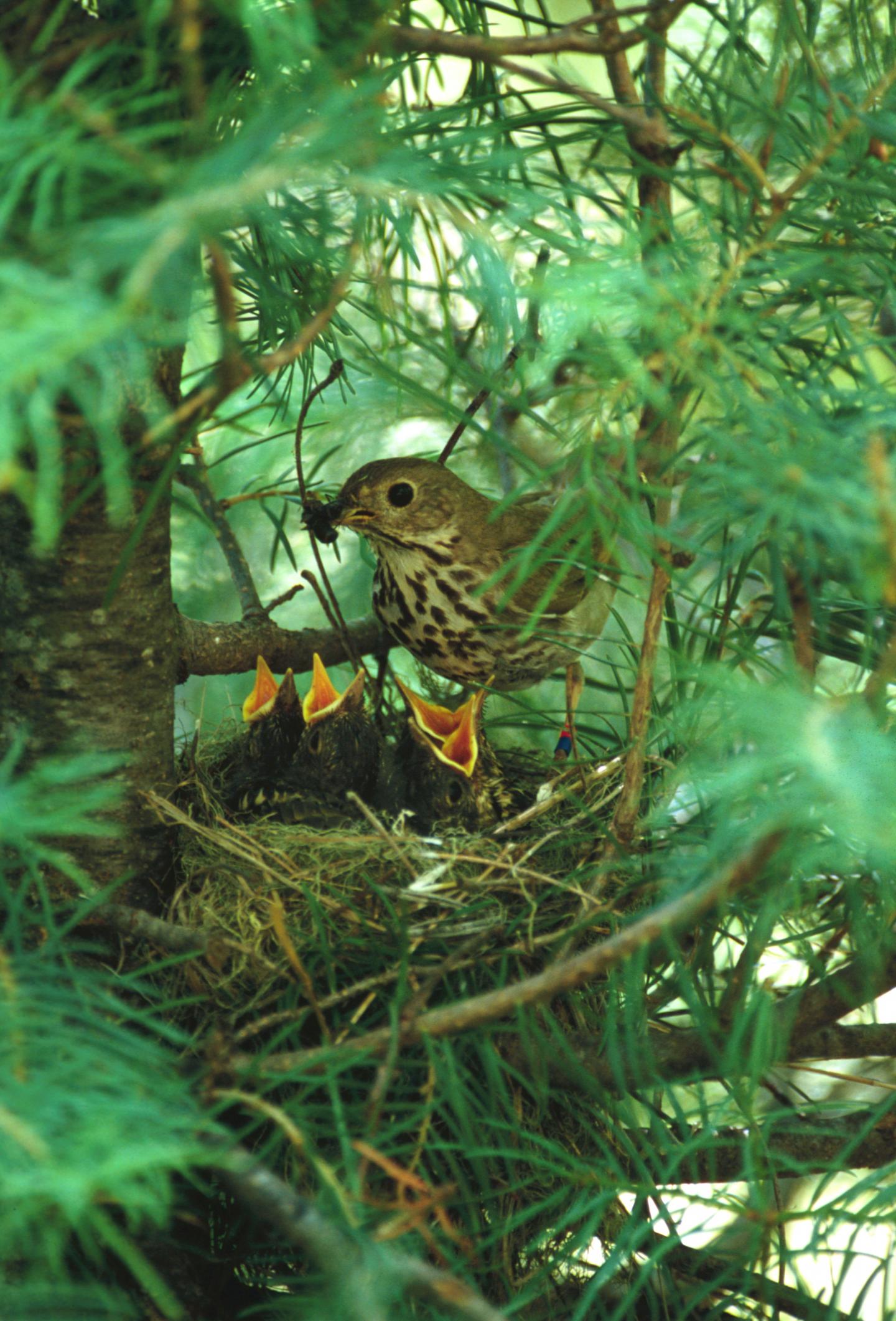 Life Histories May Explain Songbird Paradox (1 of 2)