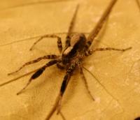 Male Wolf Spider on Leaf Litter (1 of 2)