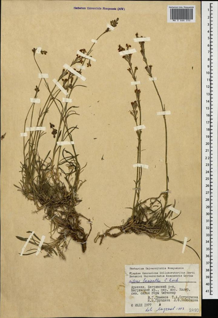 A Specimen of Silene Lasiantha from the Herbarium Collection
