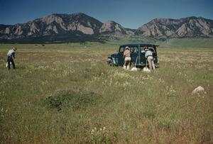 Collecting grasshoppers in the late 1950s