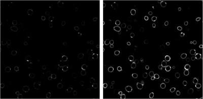 Fluoromodules Glow Brighter When Enhanced with Dyedrons