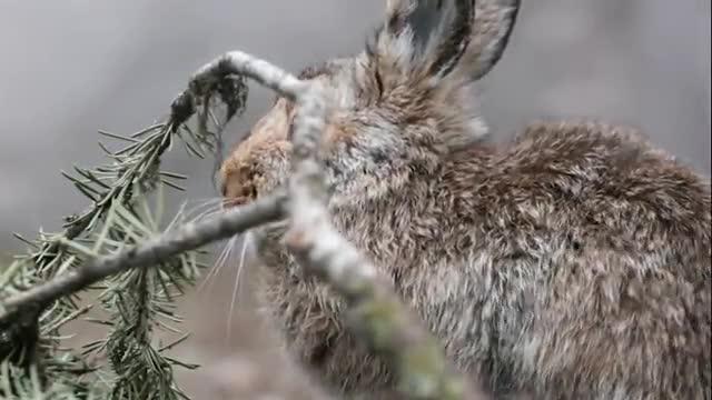 Snowshoe Hare Research Video