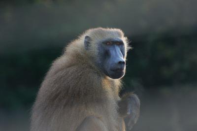 Baboons Can Learn to Spot Printed Words (1 of 9)