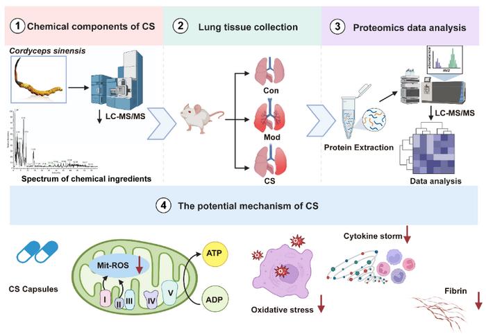 Schematic representation of the model establishment and drug treatment regimen for pulmonary fibrosis in mice, highlighting the therapeutic mechanisms of Cordyceps sinensis.