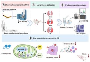 Schematic representation of the model establishment and drug treatment regimen for pulmonary fibrosis in mice, highlighting the therapeutic mechanisms of Cordyceps sinensis.