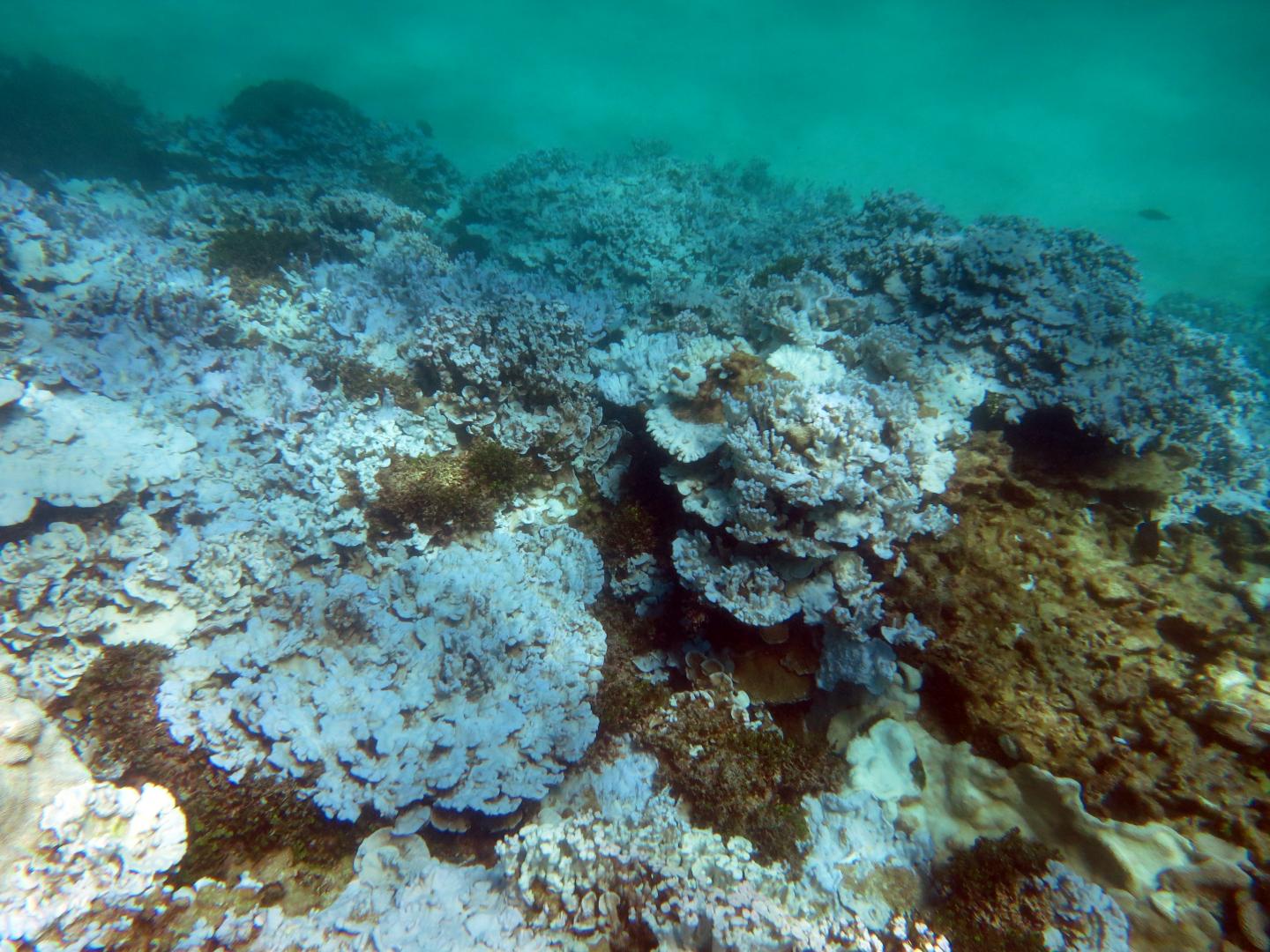 Bleached Coral Lisianski