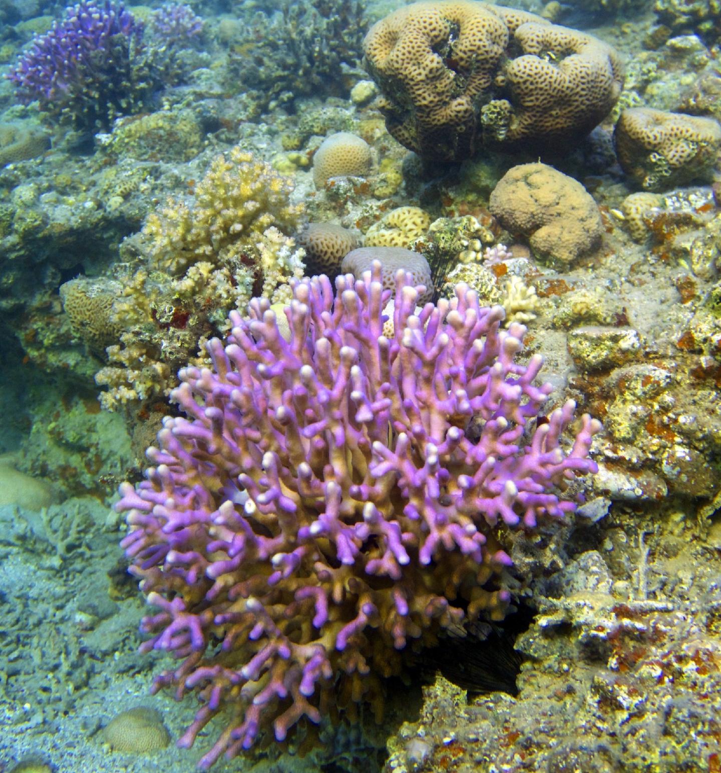 <i>Stylophora pistillata</i>