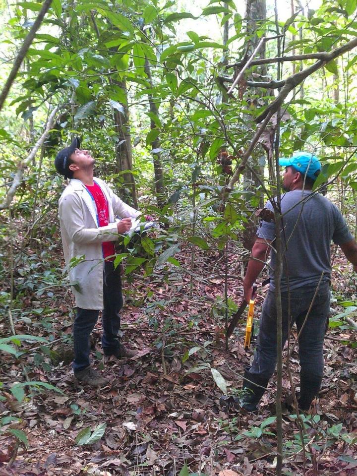 Examining Forest Species