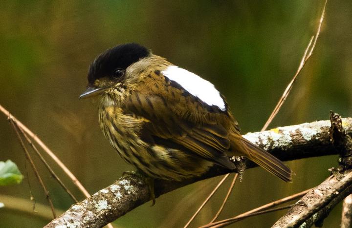 Broadbill