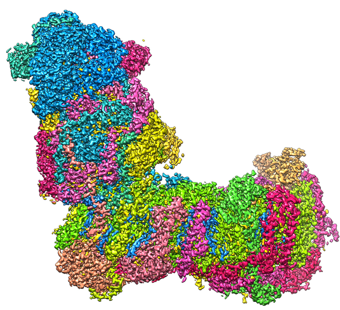 The L-shaped structure of mitochondrial complex I