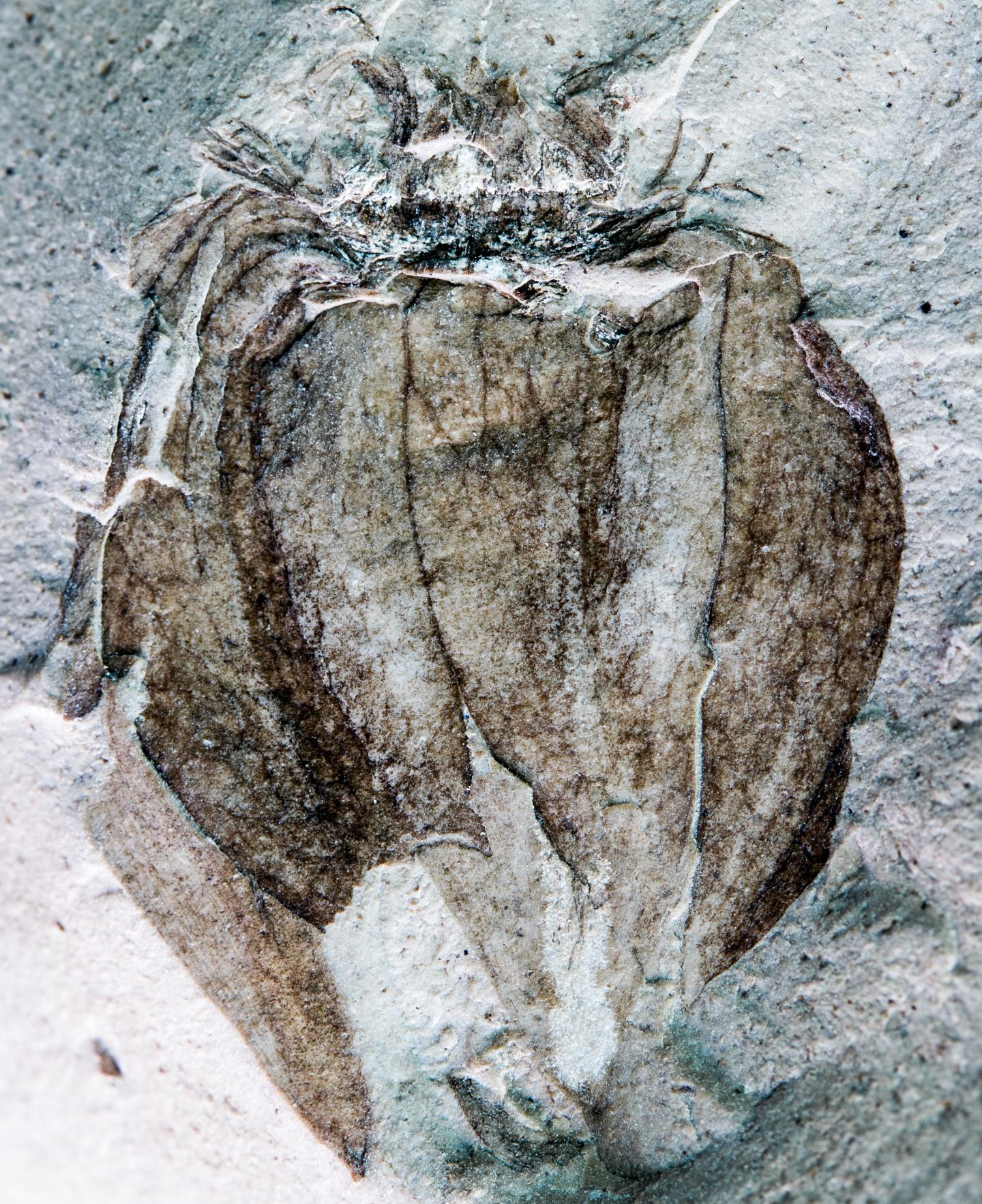 Fossil Tomatillo (2 of 2)