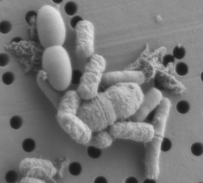 <i>Salmonella</i> and Fecal Bacteria