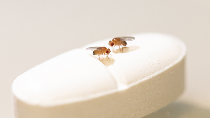 Rapamycin prolongs lifespan only in female fruit flies.