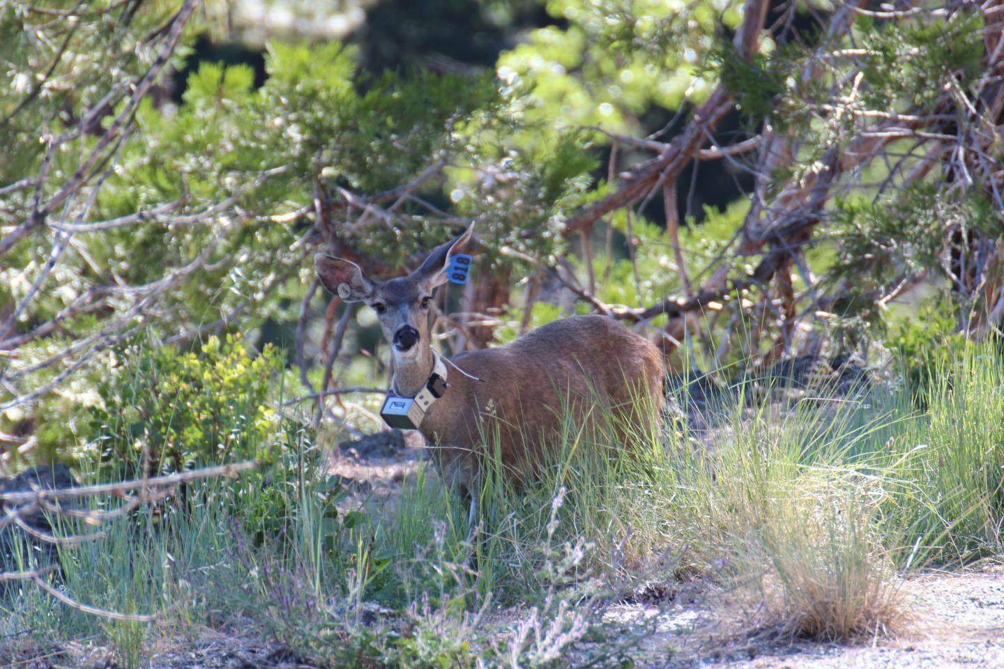 Collared Female Black-Tailed Deer