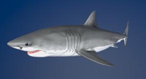 A still from the Digital Life Projects great white shark model